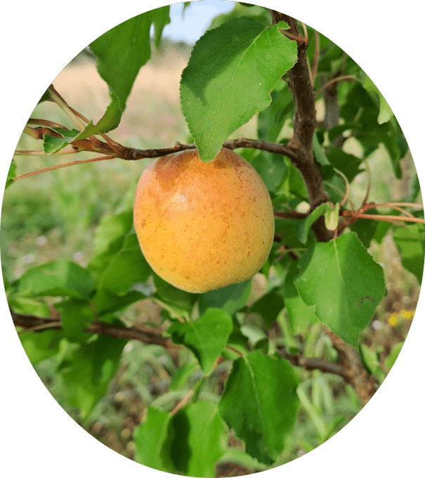 Abricotier Rosé de Provence